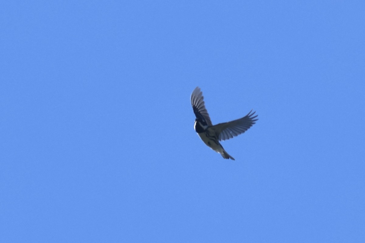 Black-throated Gray Warbler - ML634260184