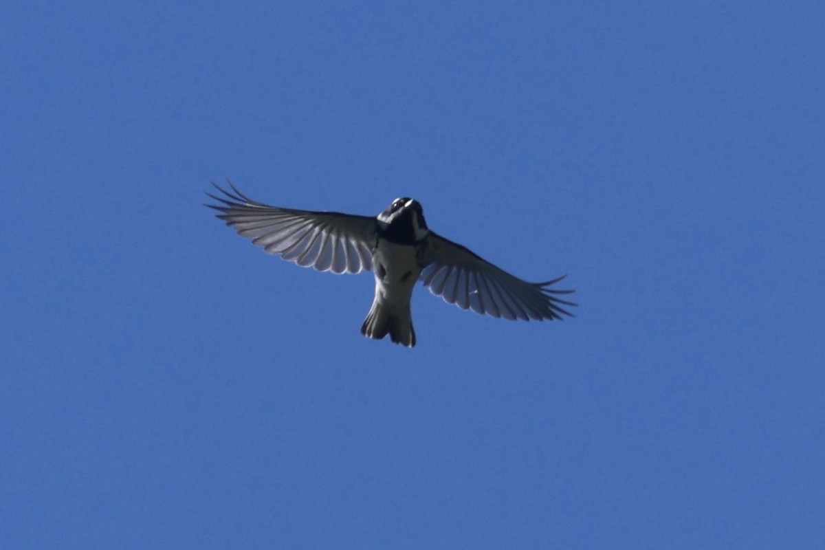 Black-throated Gray Warbler - ML634260185