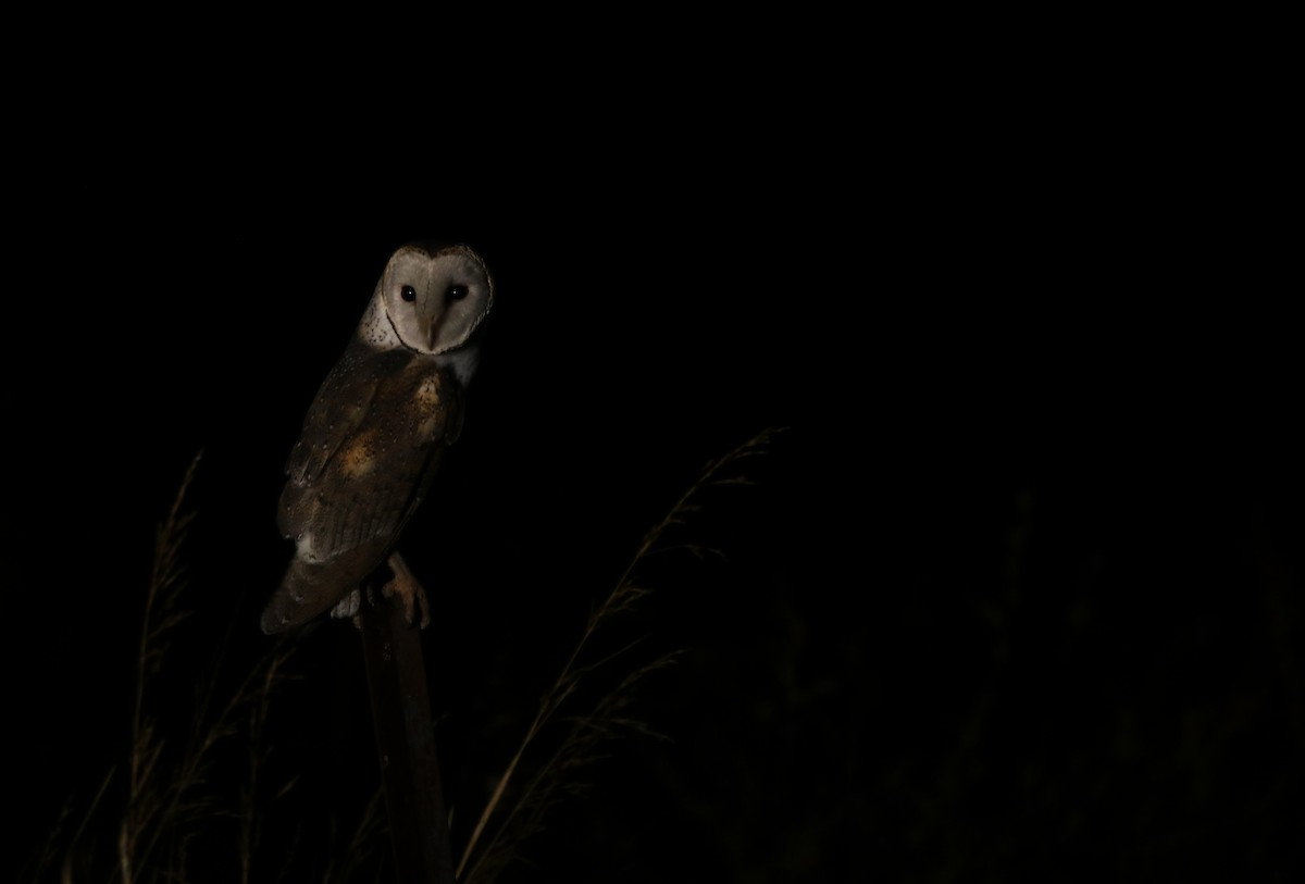 Eastern Barn Owl - ML634260188