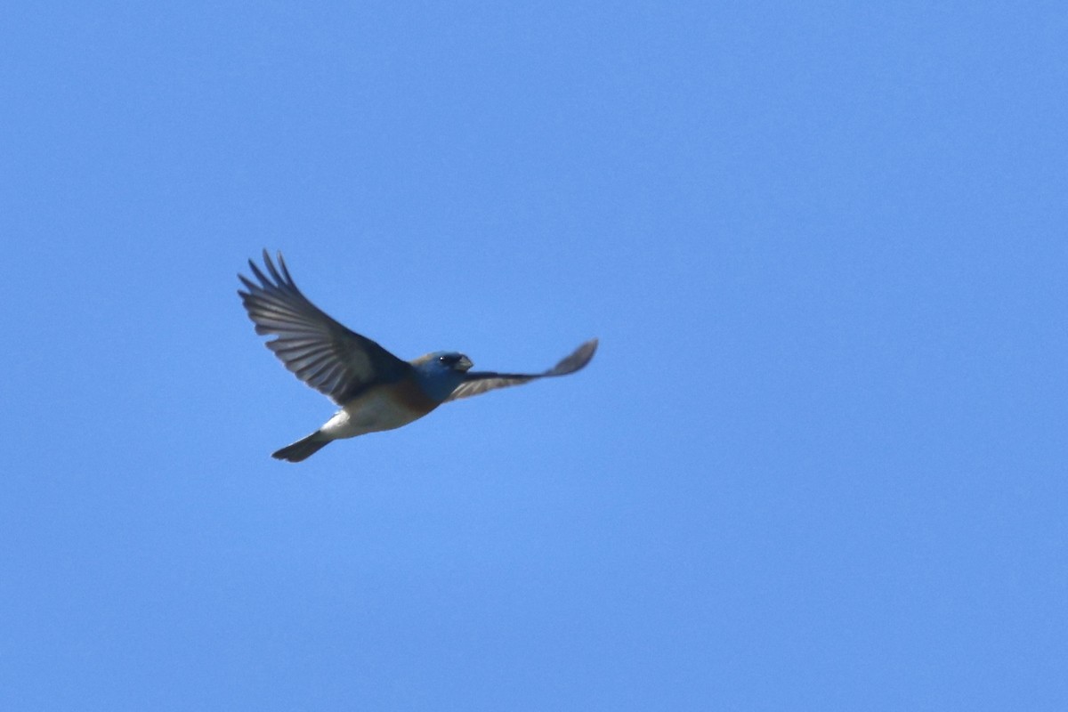 Lazuli Bunting - ML634260231