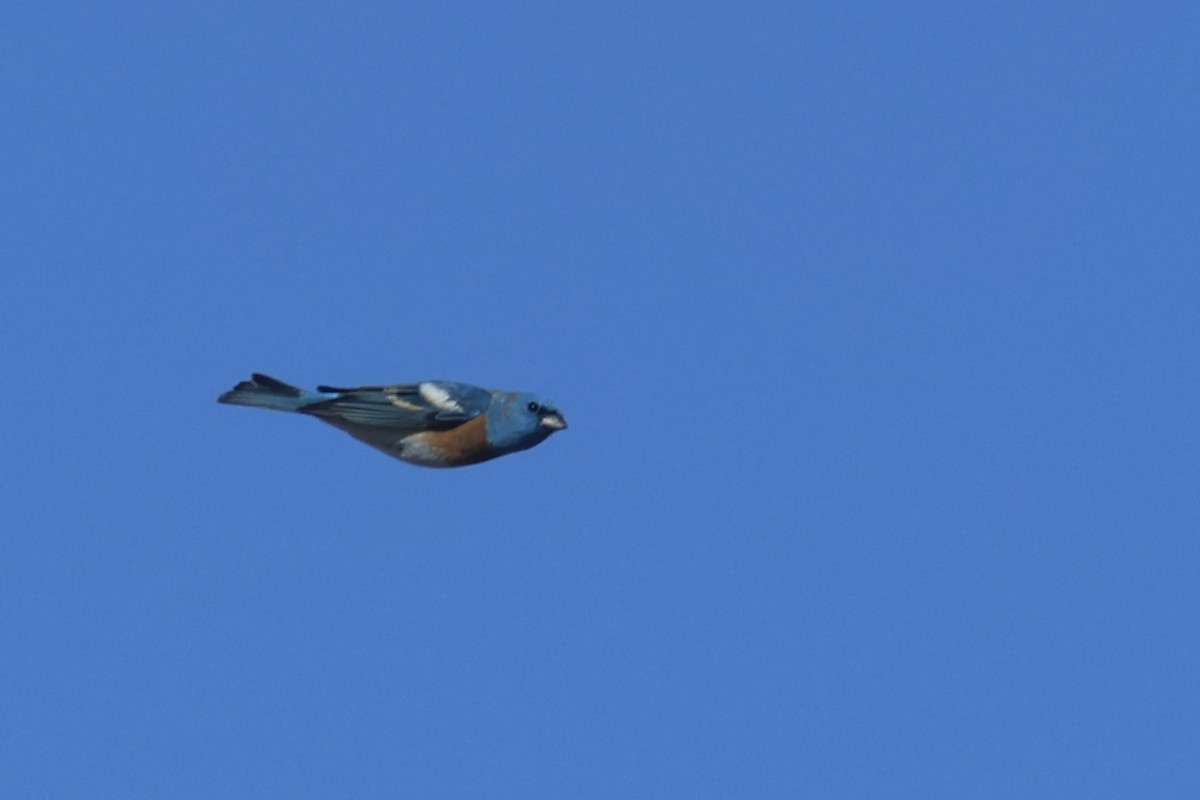 Lazuli Bunting - ML634260233