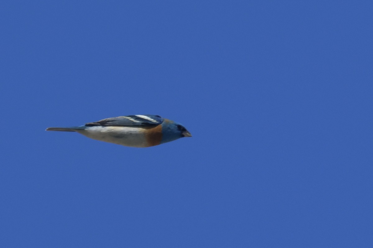 Lazuli Bunting - ML634260234