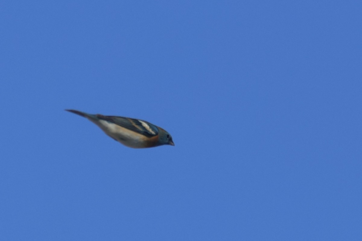 Lazuli Bunting - ML634260235