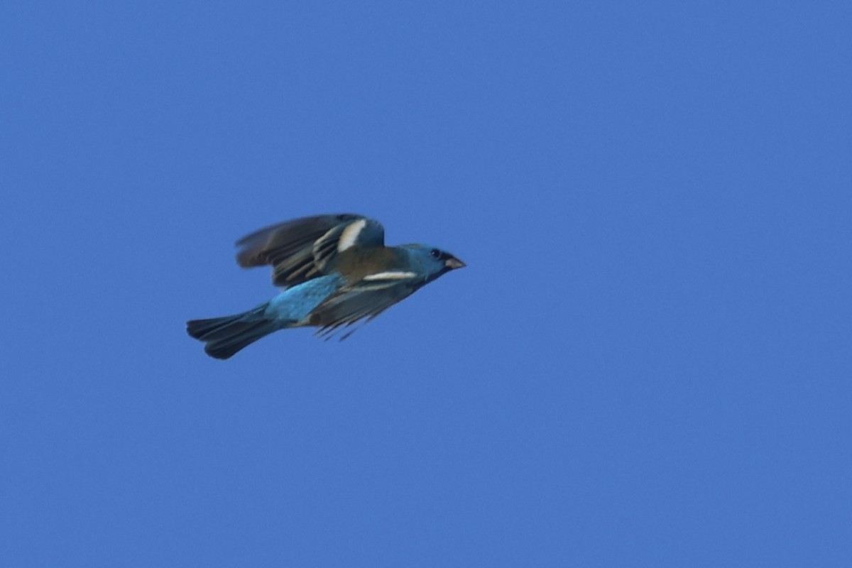 Lazuli Bunting - ML634260237