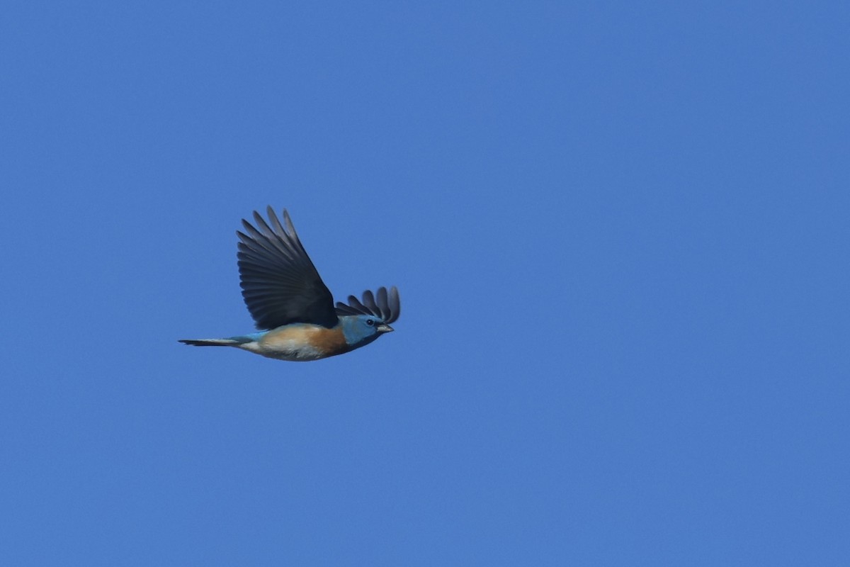 Lazuli Bunting - ML634260238