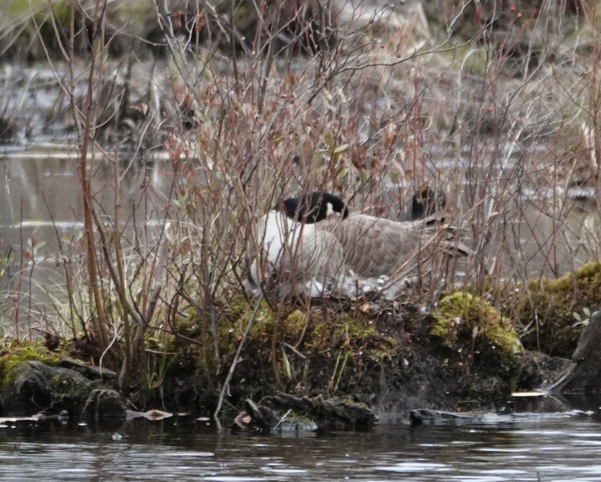 Canada Goose - ML634260243