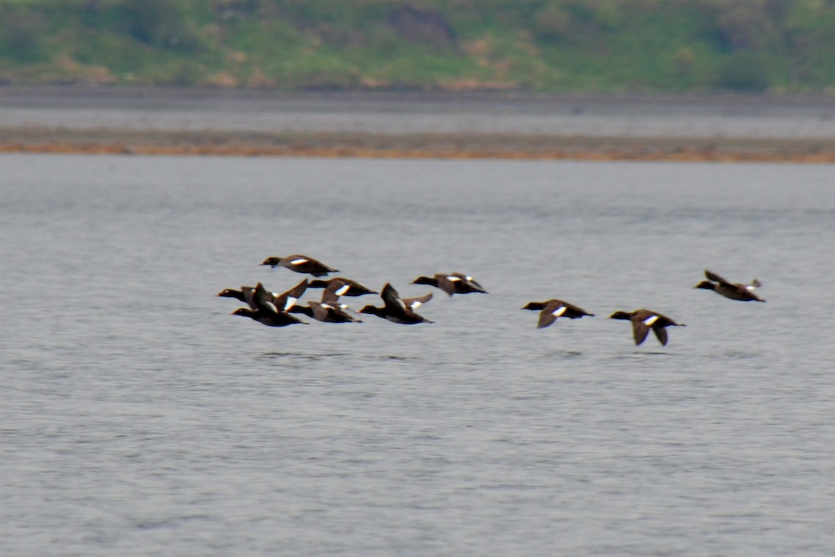 White-winged Scoter - ML63426031