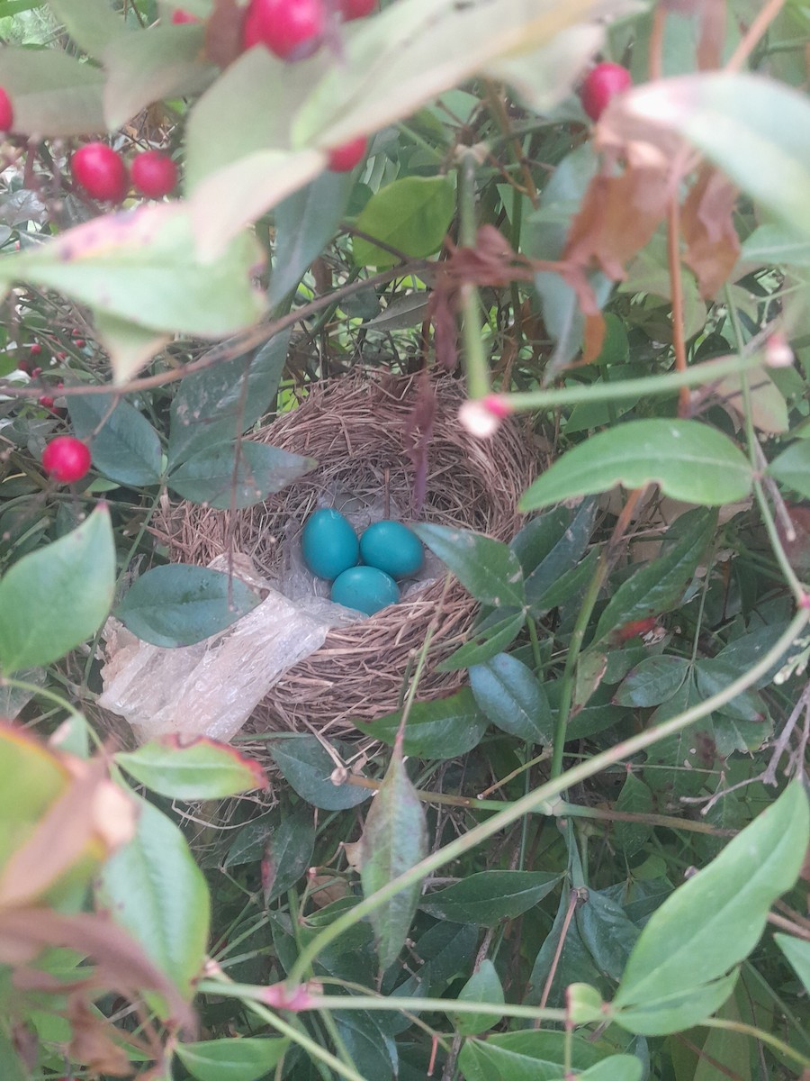 American Robin - ML634260332
