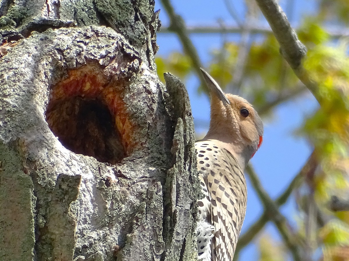 Northern Flicker (Yellow-shafted) - ML634260379
