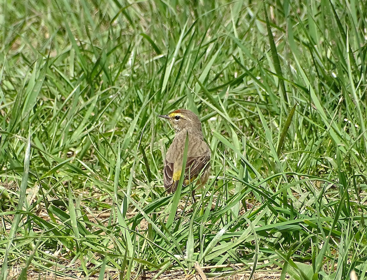 Palm Warbler (Western) - ML634260401