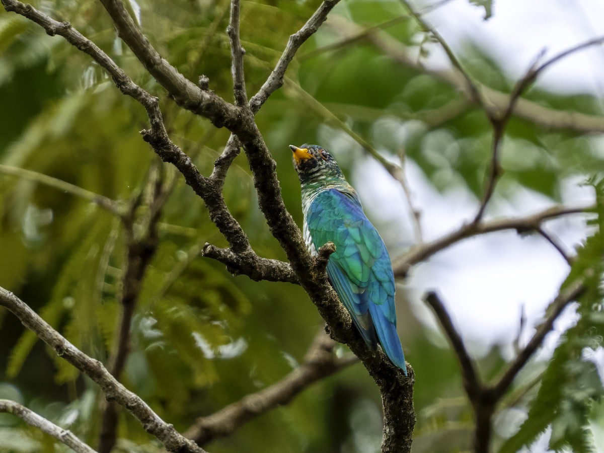 Asian Emerald Cuckoo - ML634260434