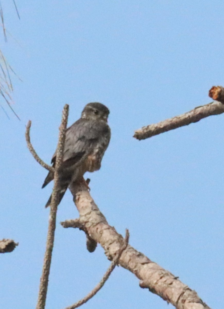 Merlin - ML634260438