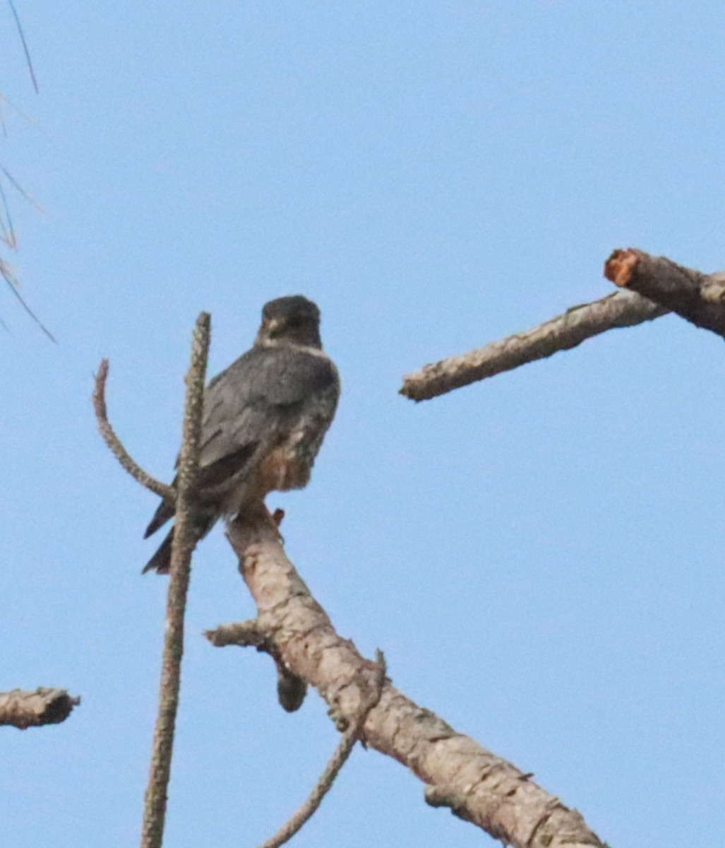 Merlin - ML634260439