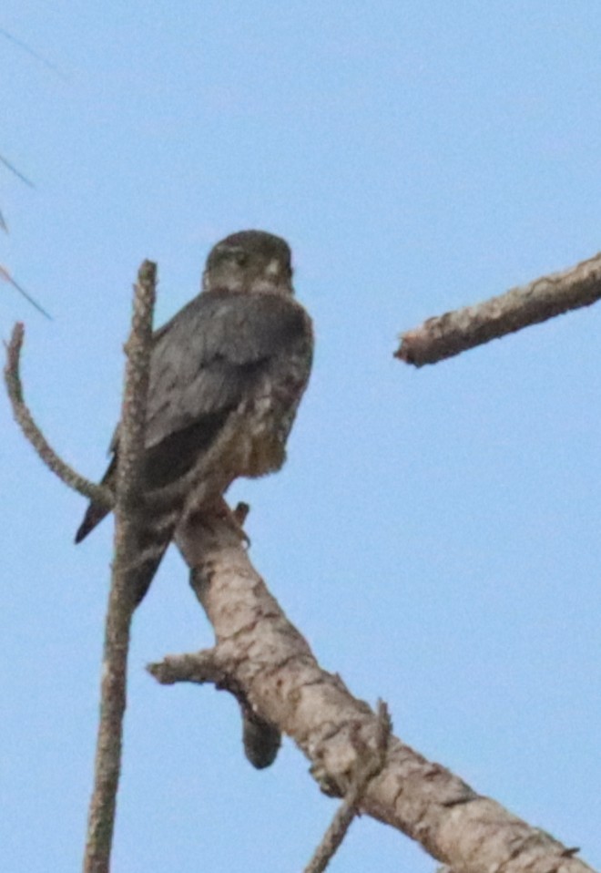 Merlin - ML634260440