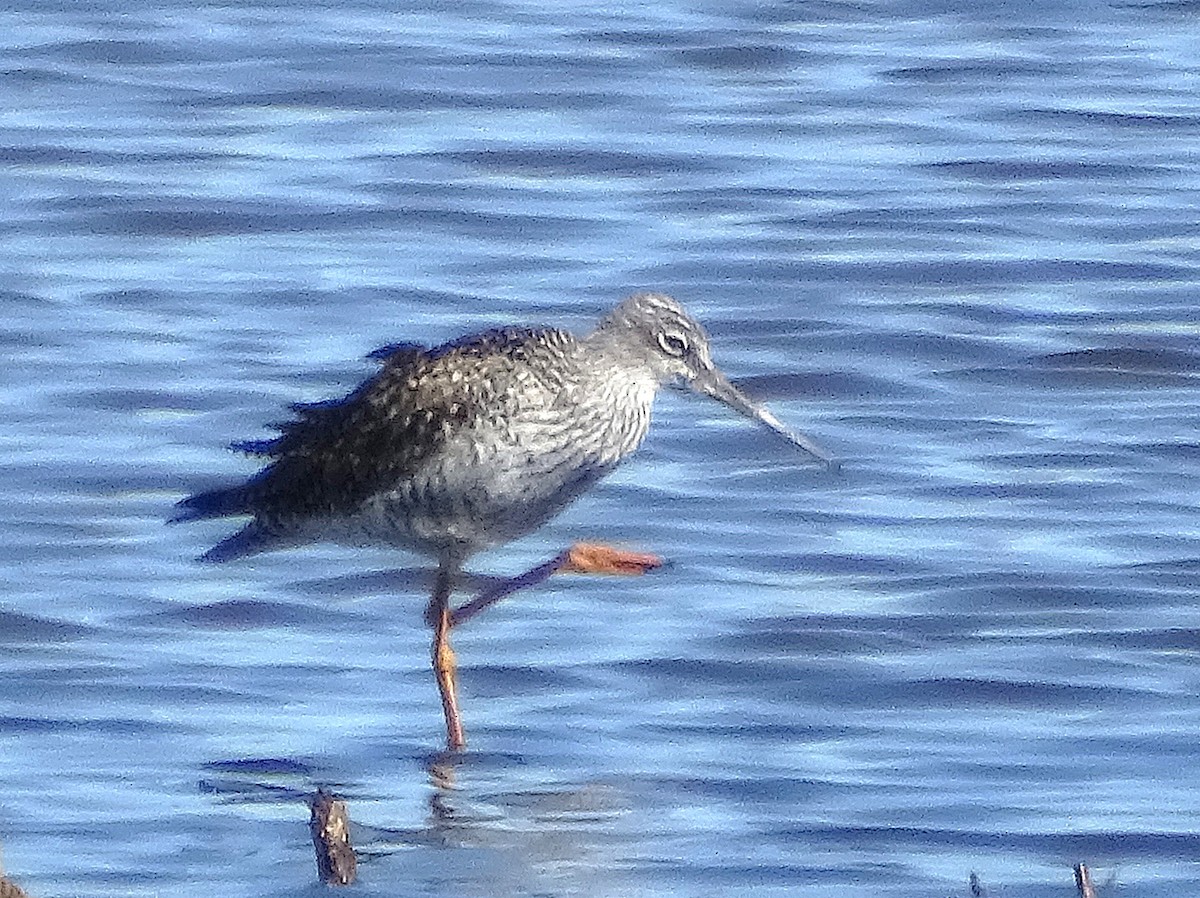 Greater Yellowlegs - ML634260490