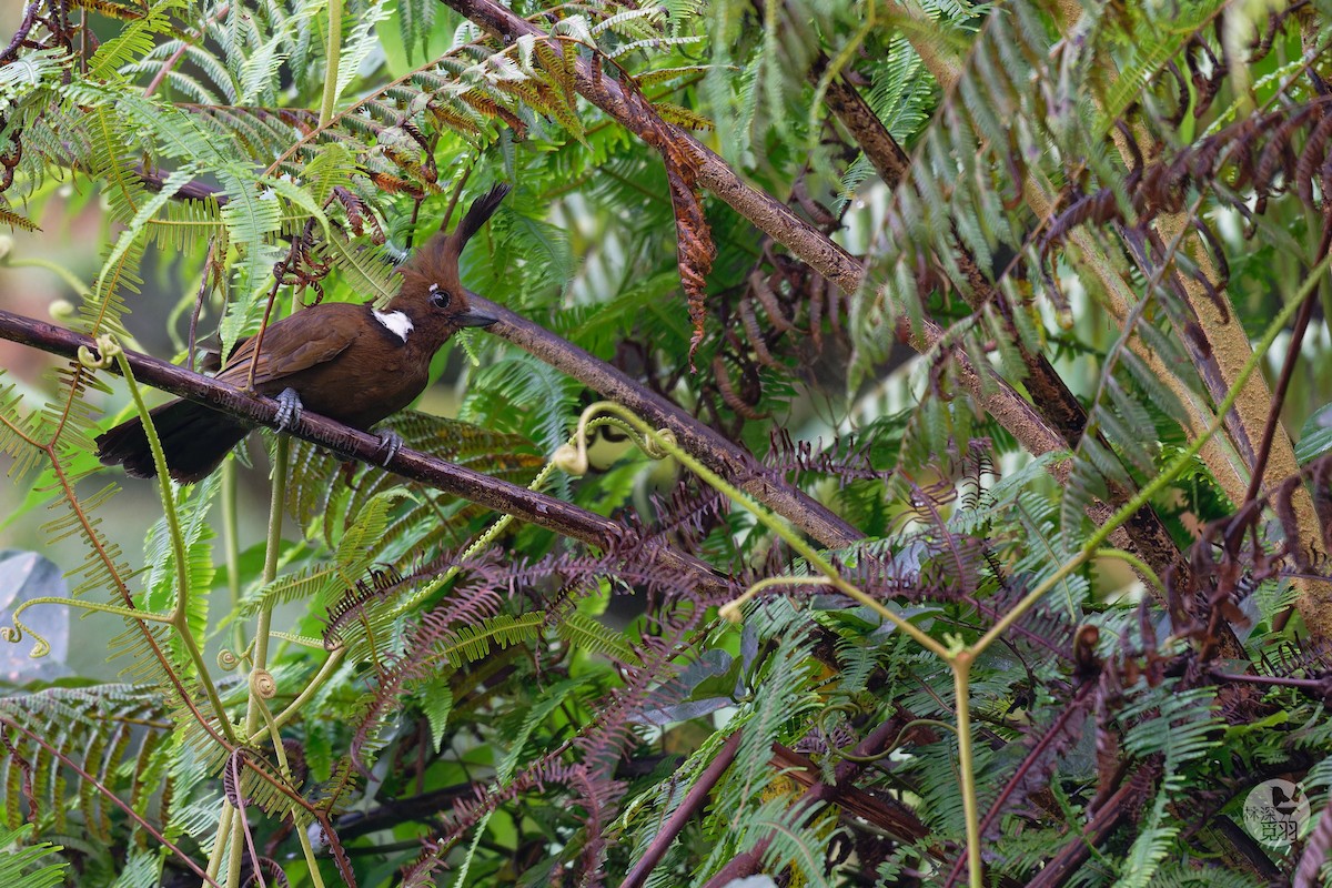 Crested Jayshrike - ML634260507