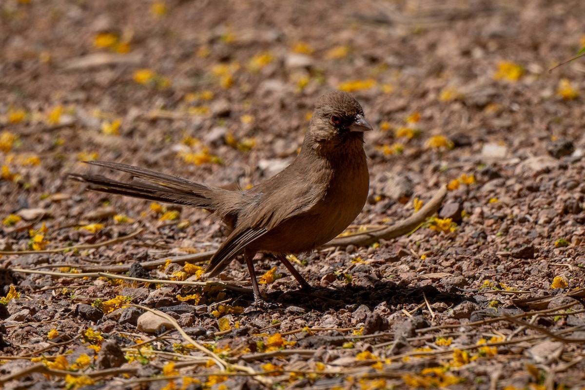 Abert's Towhee - Susan Teefy
