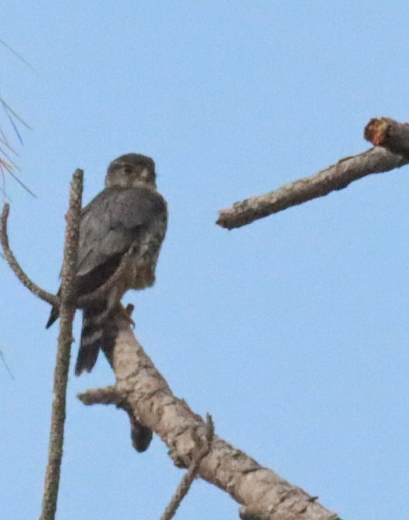 Merlin - ML634260560