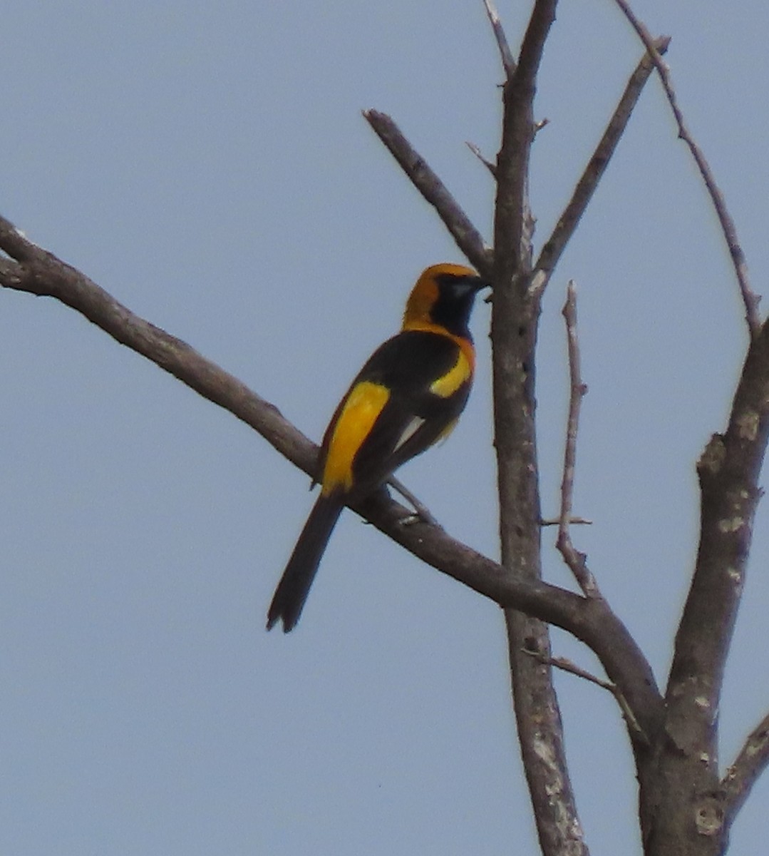 White-edged Oriole - ML634260756