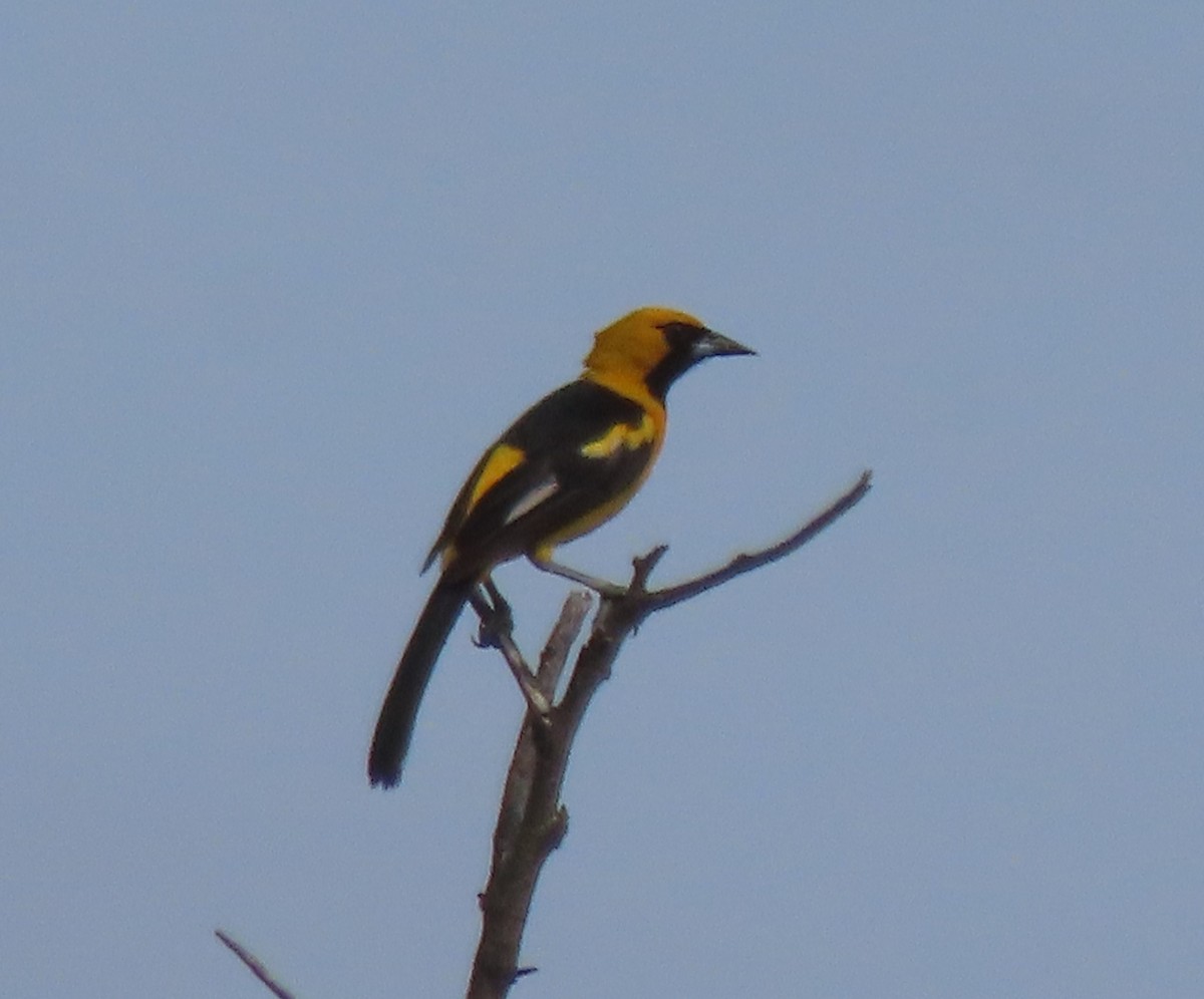 White-edged Oriole - ML634260757