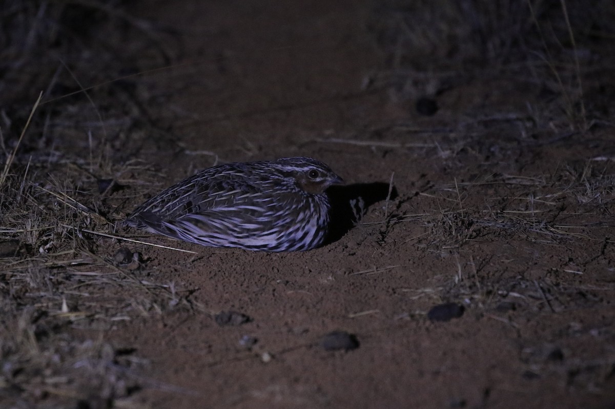 Stubble Quail - ML634260809
