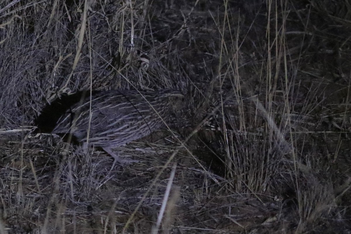 Stubble Quail - ML634260810