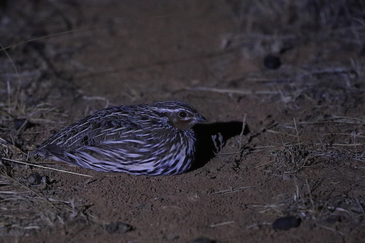 Stubble Quail - ML634260812