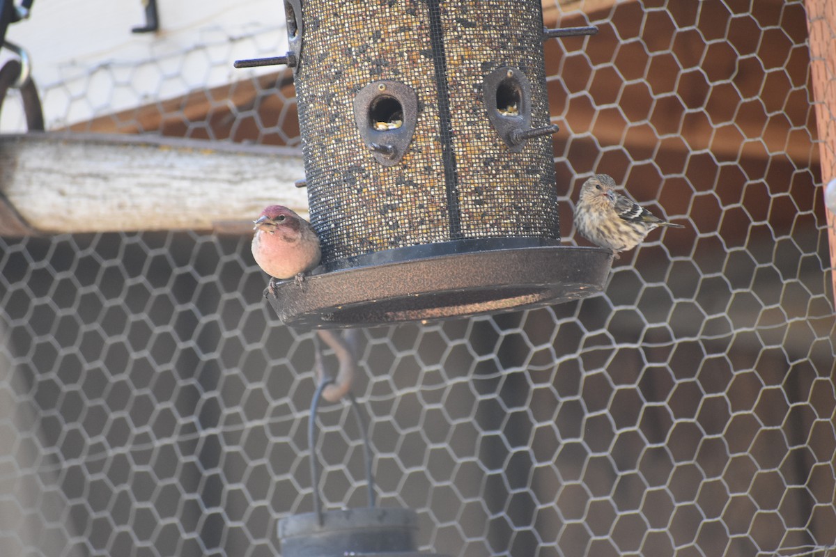 rosy-finch sp. - ML634260853