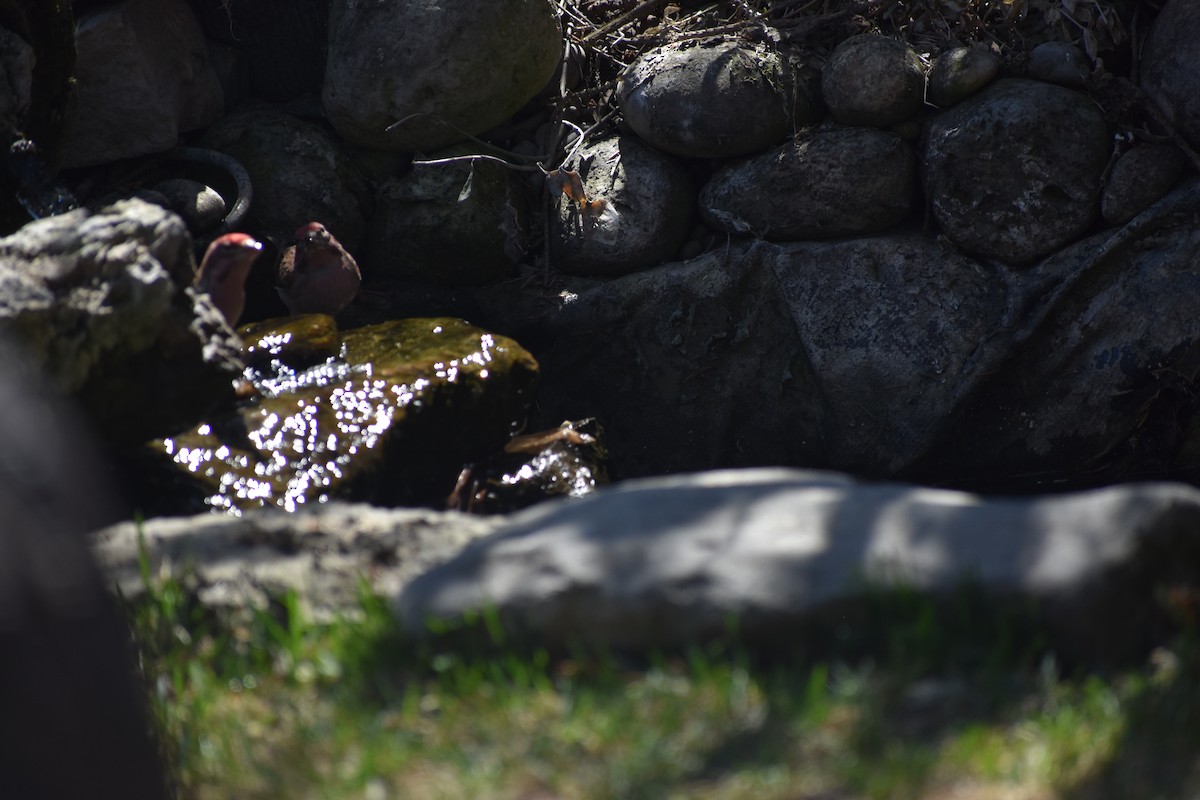 rosy-finch sp. - ML634260854