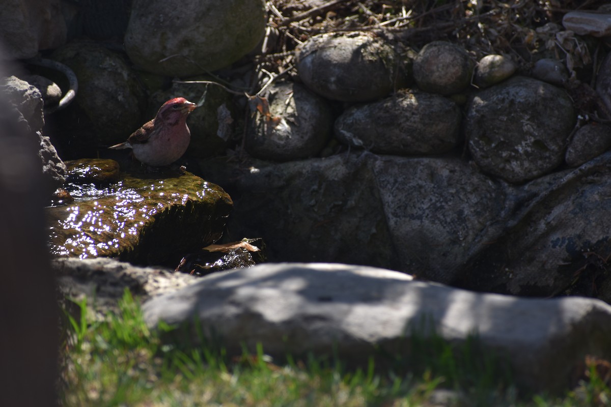 rosy-finch sp. - ML634260856