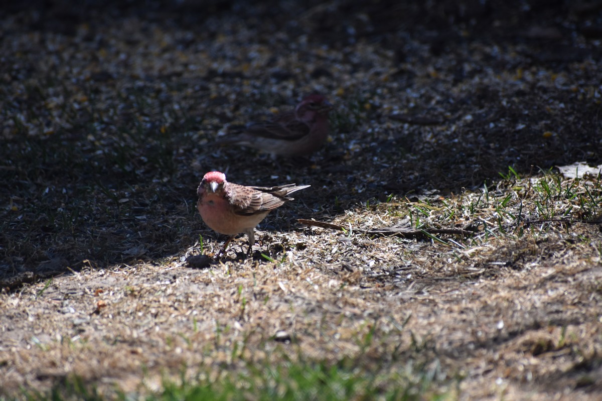 rosy-finch sp. - ML634260857
