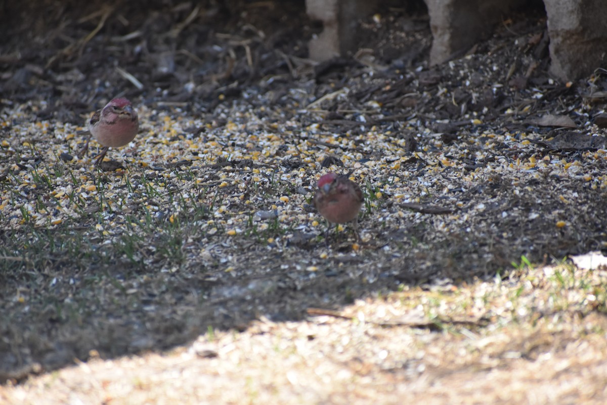rosy-finch sp. - ML634260859