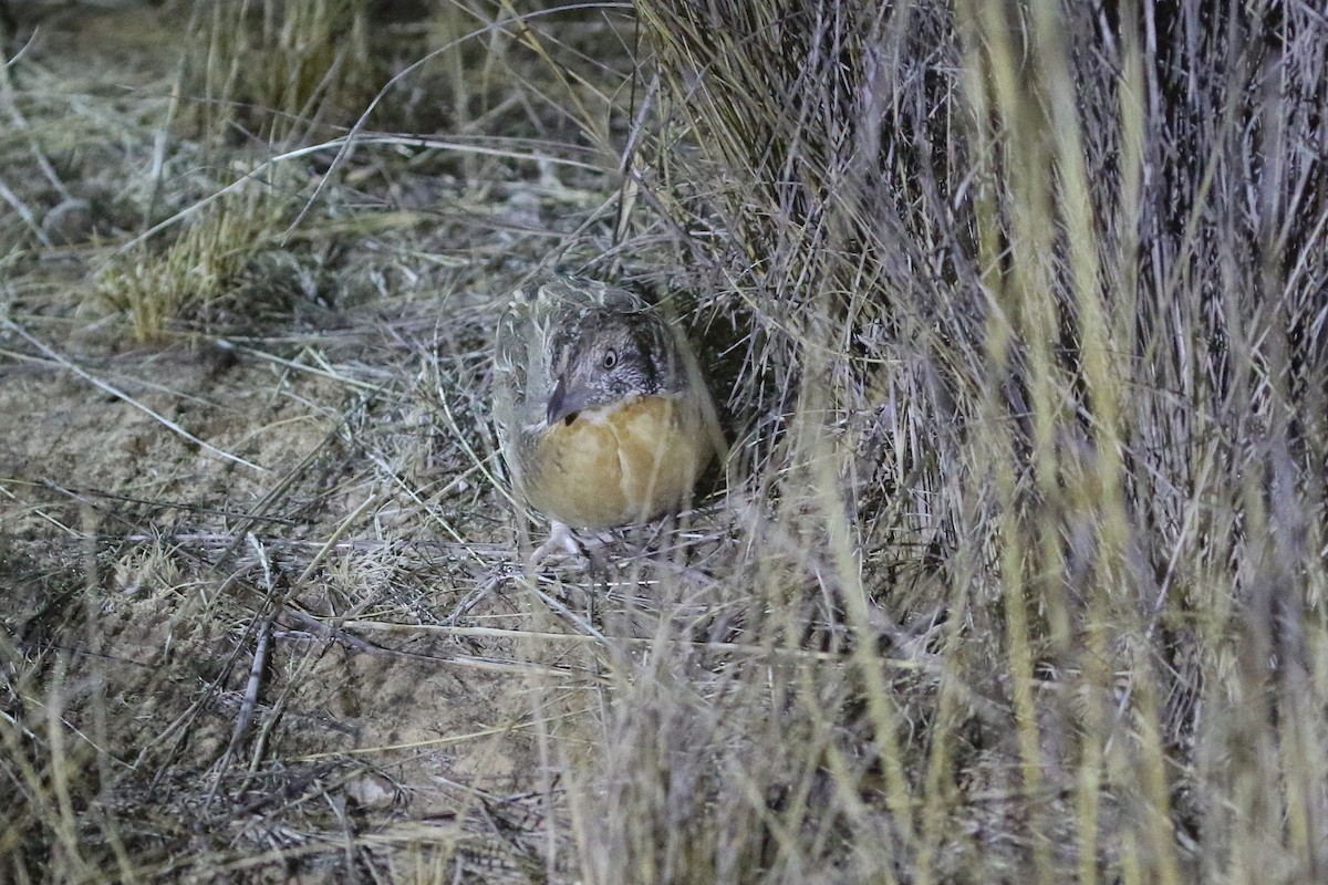 Red-chested Buttonquail - ML634260907