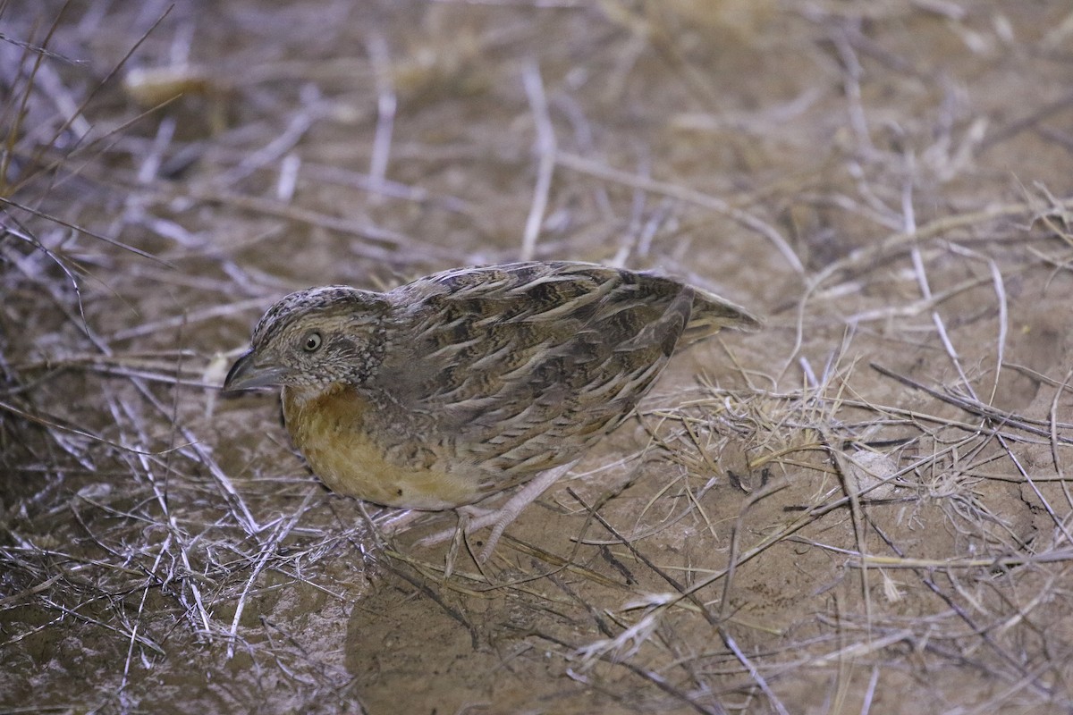 Red-chested Buttonquail - ML634260908