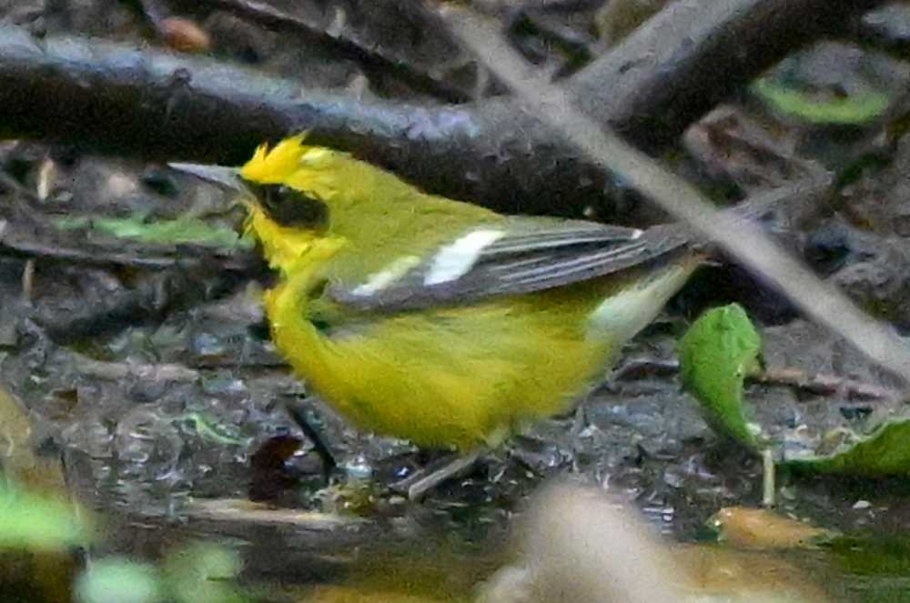 Lawrence's Warbler (hybrid) - ML634261107