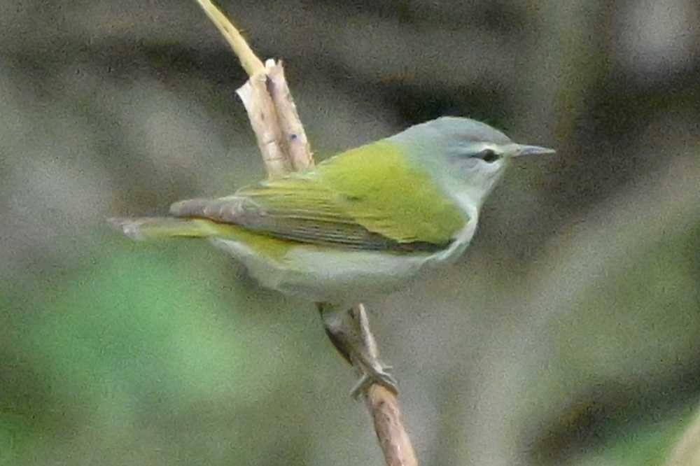 Tennessee Warbler - ML634261168