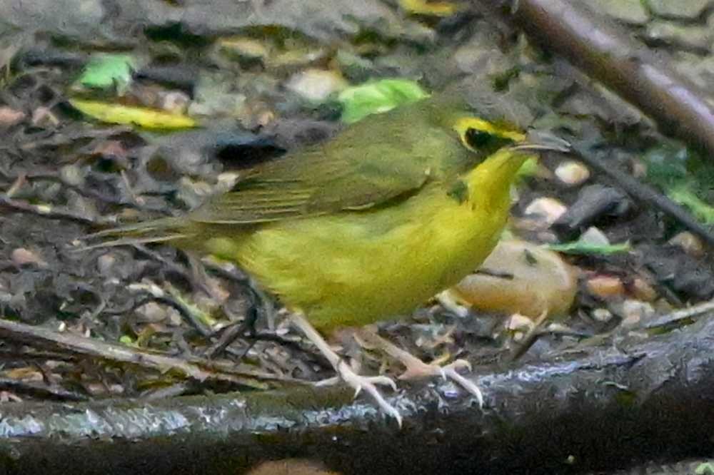 Kentucky Warbler - ML634261186