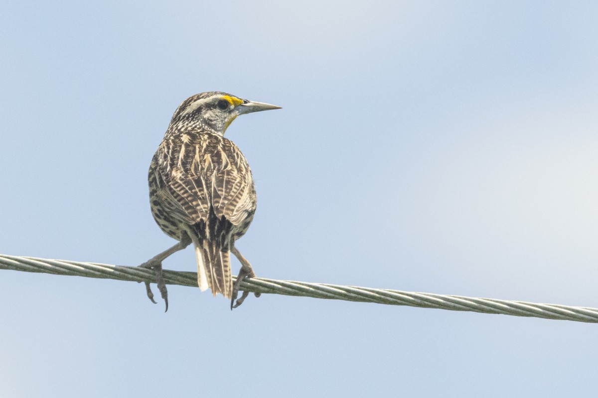 Eastern Meadowlark (Cuban) - ML634261189