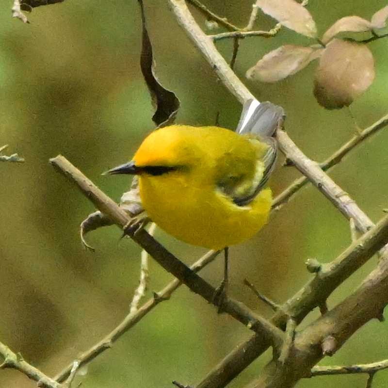 Blue-winged Warbler - ML634261300