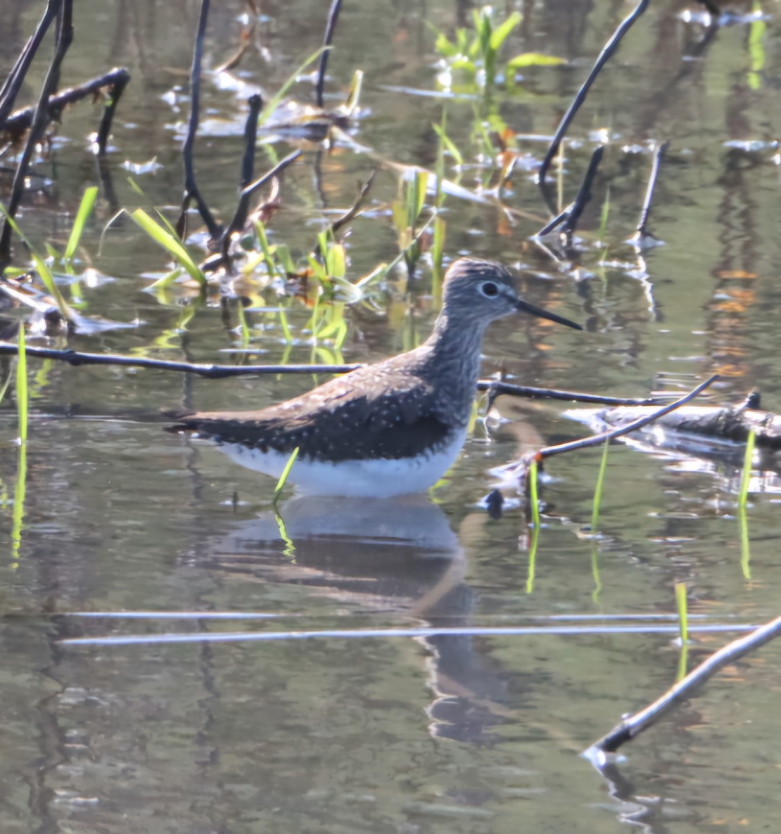 Solitary Sandpiper - ML634261335