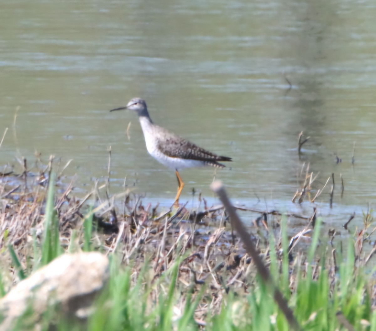 Lesser Yellowlegs - ML634261365