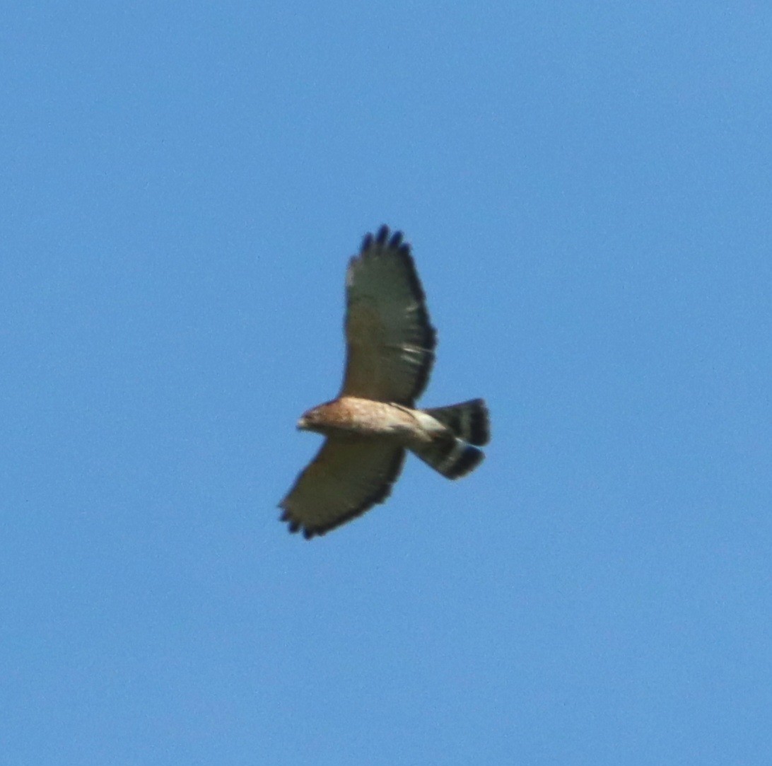 Broad-winged Hawk - ML634261391