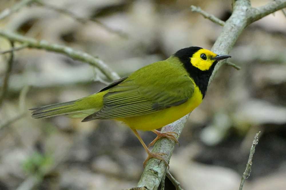 Hooded Warbler - ML634261406