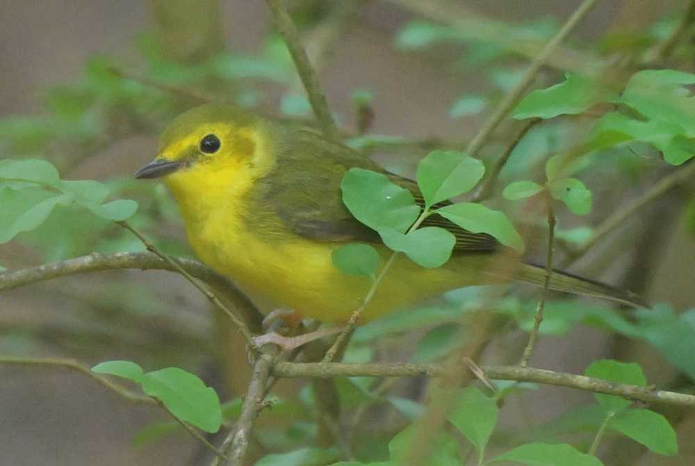 Hooded Warbler - ML634261413