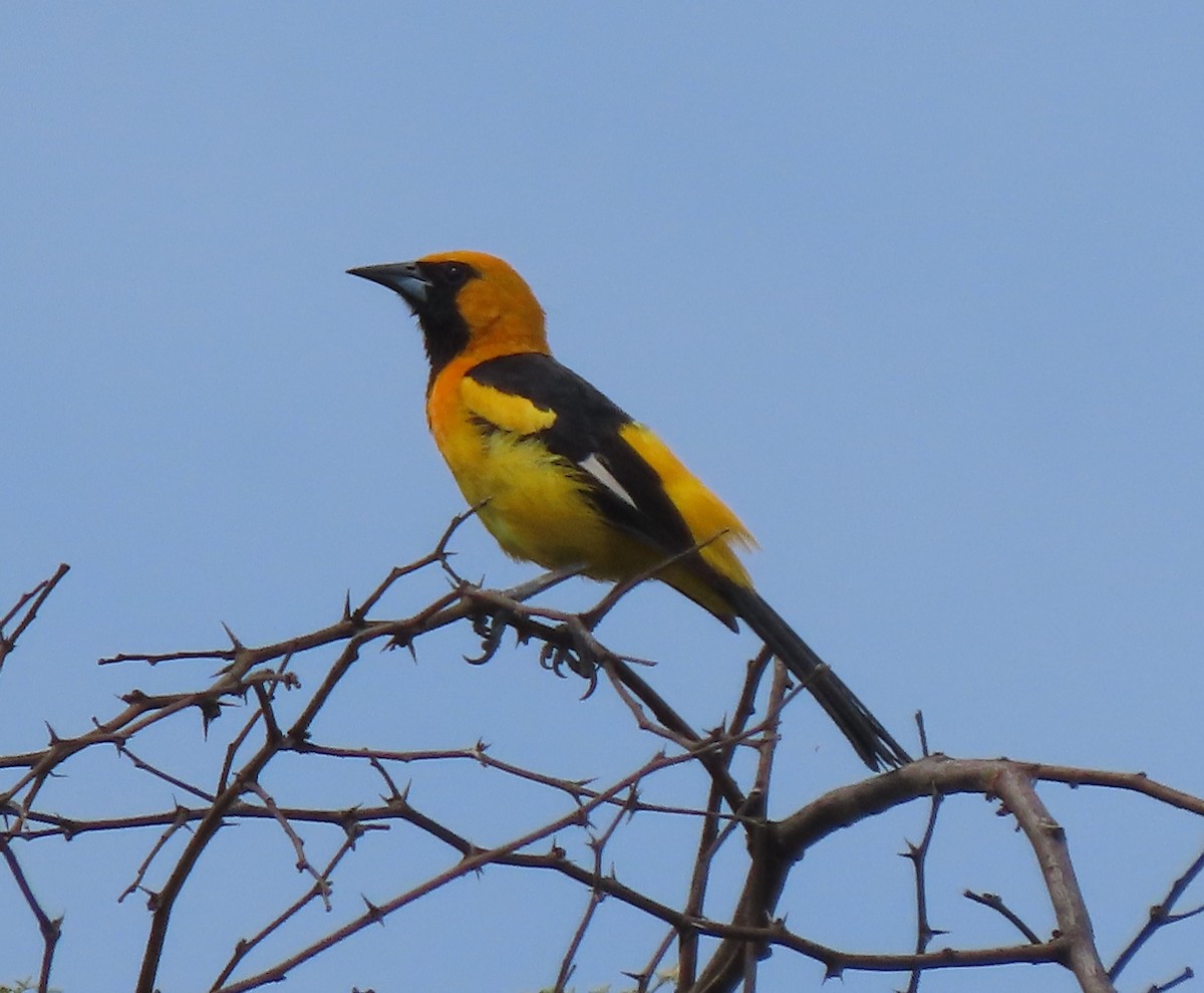 White-edged Oriole - ML634261421