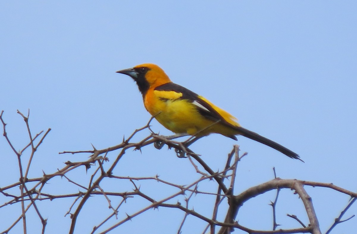 White-edged Oriole - ML634261422