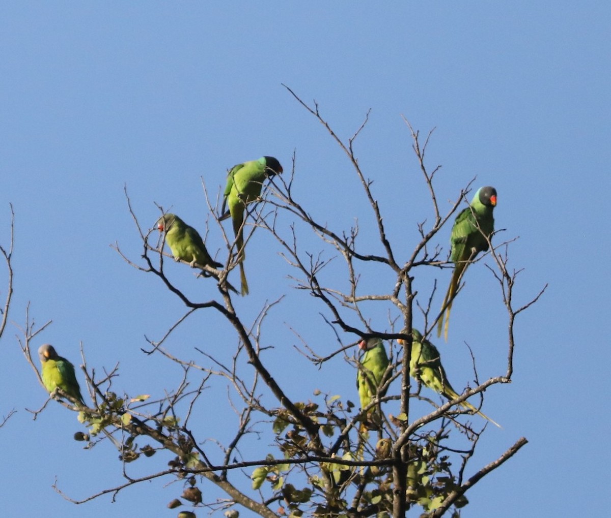 Slaty-headed Parakeet - ML634261545