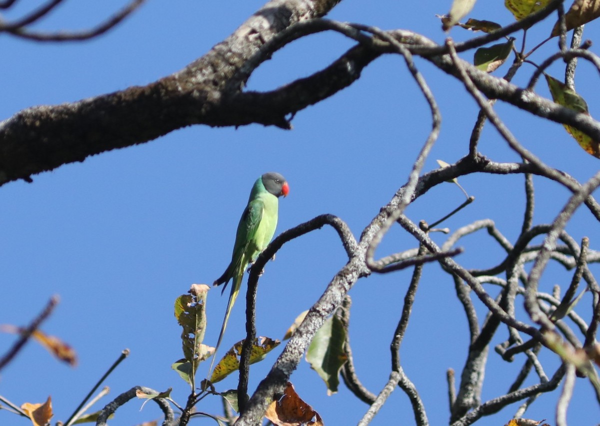Slaty-headed Parakeet - ML634261546
