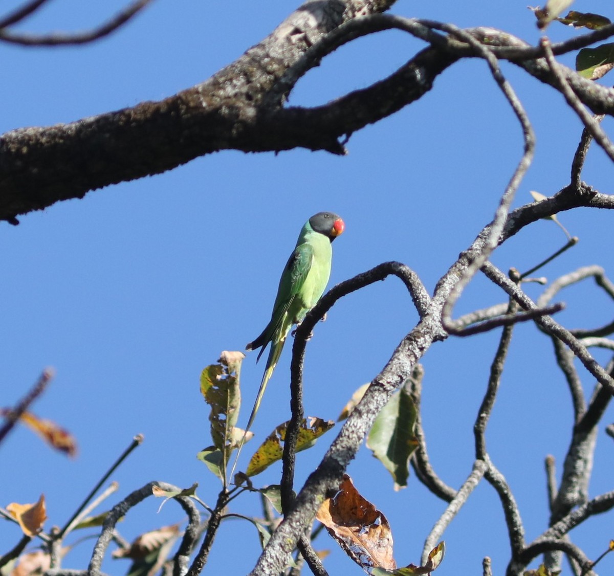 Slaty-headed Parakeet - ML634261547