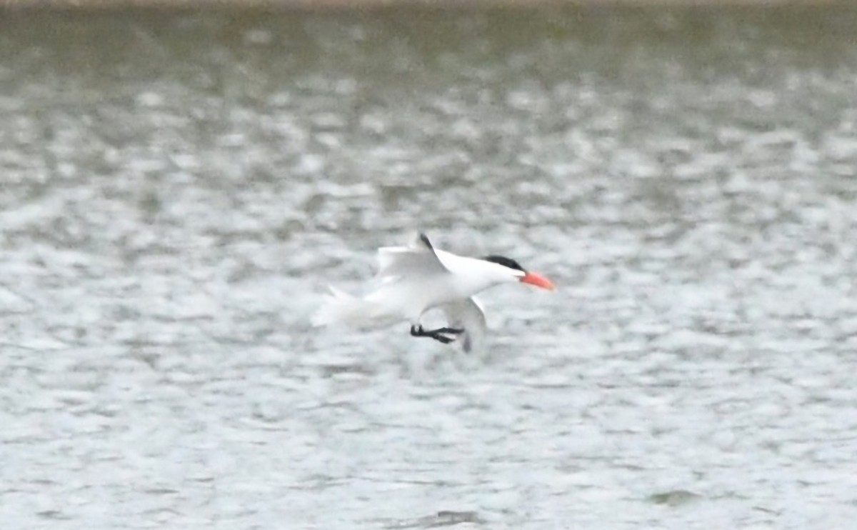 オニアジサシ - ML634261625